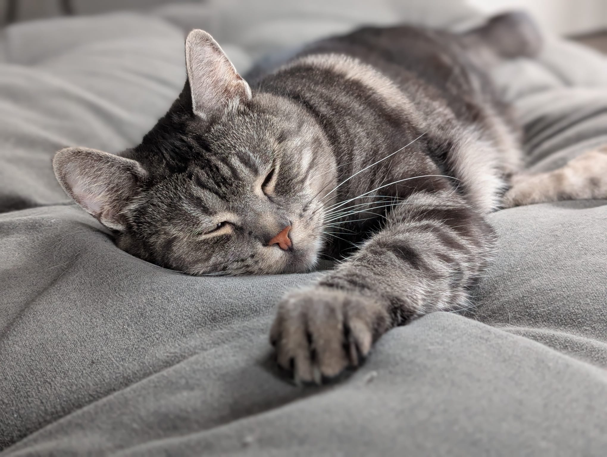 Newton, a grey tabby cat, resting peacefully